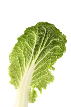 Leaf of chinese cabbage close up. White background.