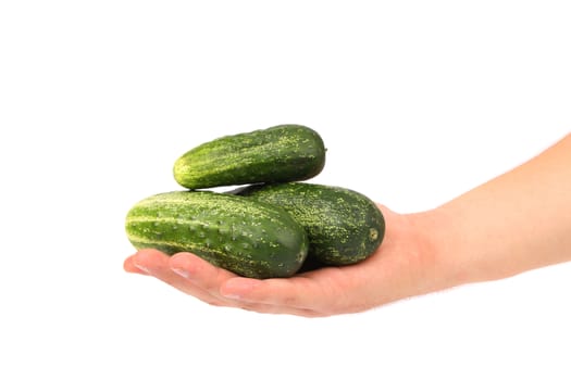 Hand holds fresh cucumbers isolated  on a white background