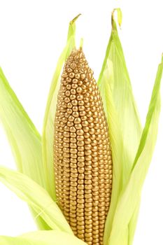 Golden corncob is among fresh leaves. White background.