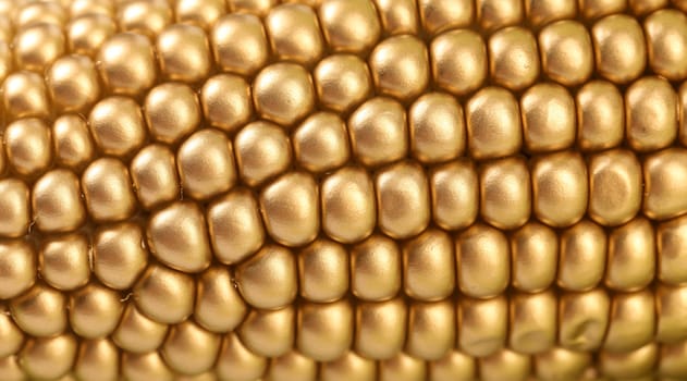 Background of golden corbcob. Macro. Whole background.