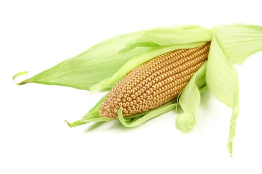 Golden corncob is among fresh leaves. White background.