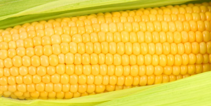 Background of corncob. Close up. Whole background.