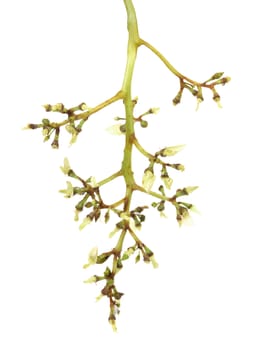 Bunch of grapes without berry. White background.
