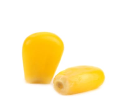 Macro kernel corn isolated on a white background