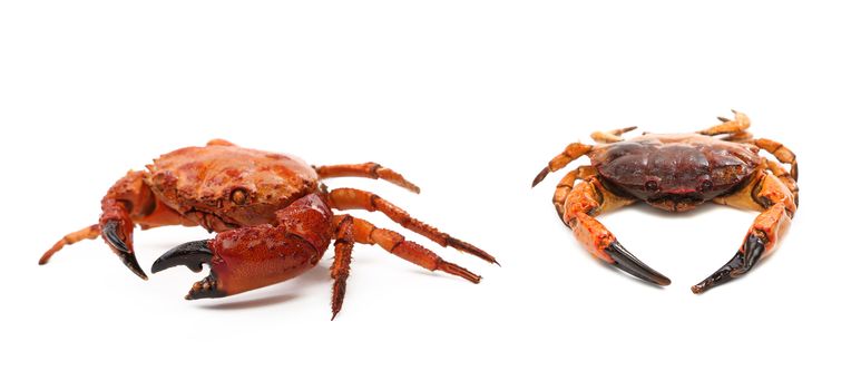 Prepared crabs. Isolated on a white background.