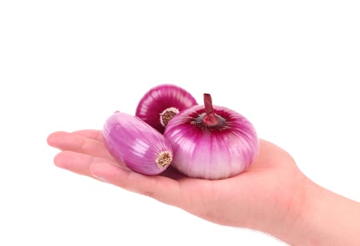 Hand holds red onions. Isolated on a white background.