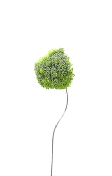broccoli floret on a fork isolated against white background