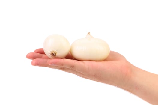 Hand holds two white onion bulbs isolated on white background