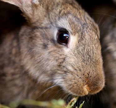 Head of brown rabbit. Close up. Whole background.