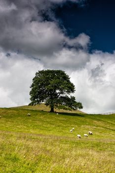 Sheep on the pasture in Yorkshire Dales National Park