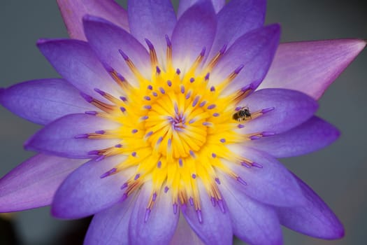 Blossom Purple Lotus