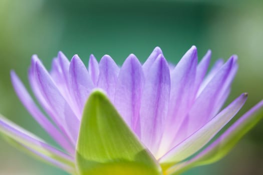 Blossom Purple Lotus