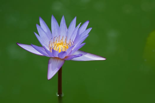 Blossom Purple Lotus