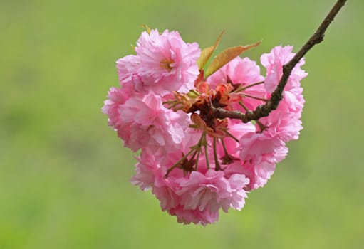 branch of blossoming cherry tree