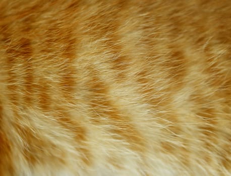 Background of red wool cat. Close up.
