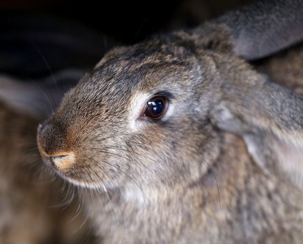 Head of brown rabbit. Close up. Whole background.
