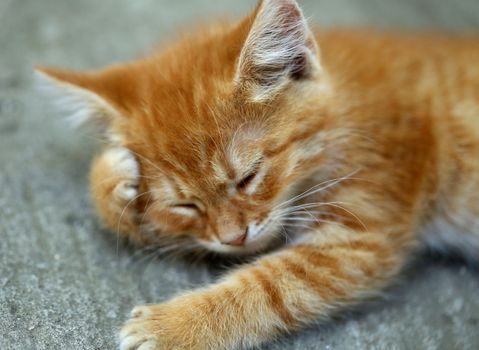 Ginger cat is having a rest. Close up.