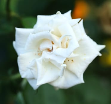 Close up of white rose. Blurred background.