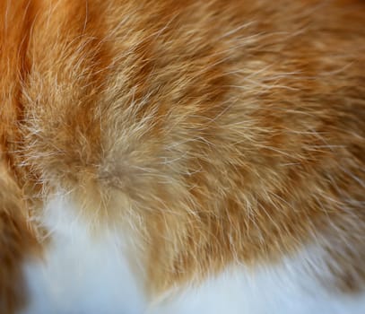 Background of red wool cat. Close up.