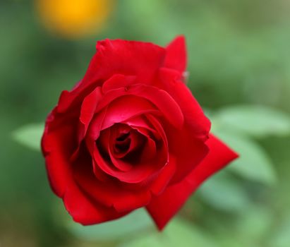 Close up of red rose. Blurred background.