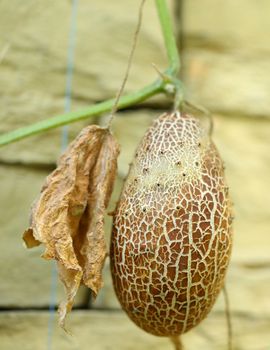 Overripe Brown Cucumber on Advancement Flap. Close up.