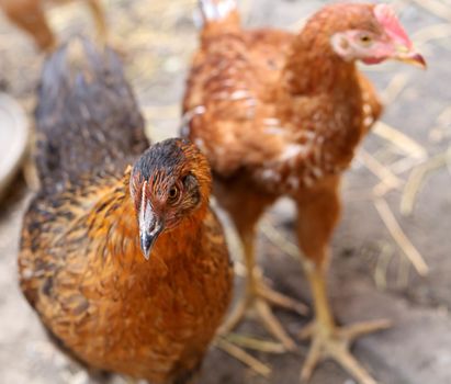 Free - range brown hens. Henyard. Close up.