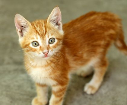 Cute little red kitten. Close up. Blurred background.