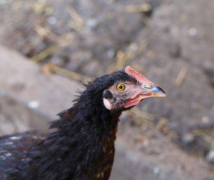Head of gray hen. Close up. Blurred background.