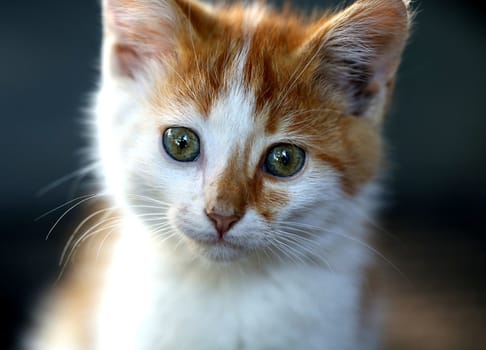 Little red kitten large muzzle. Dark background.