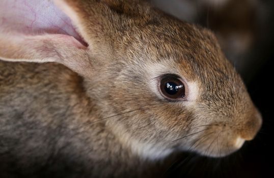 Young rabbit animal farm and breeding. Close up.