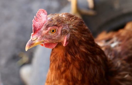 Red Chicken Head Close-Up. On a dark background.