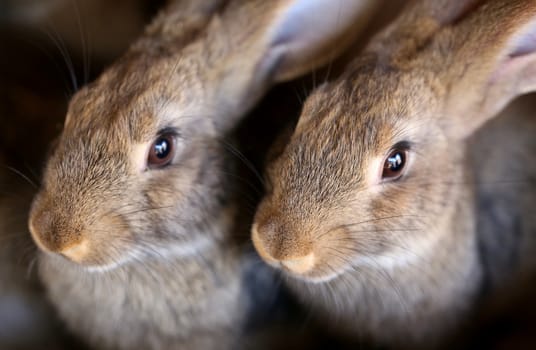 Young rabbit animal farm and breeding. Close up.