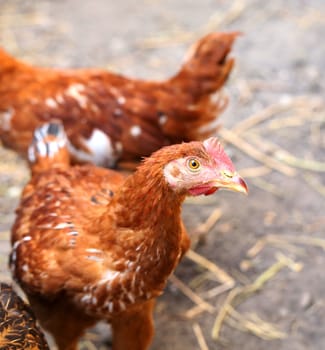 Free - range brown hens. Henyard. Close up.