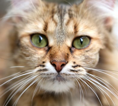 Close-up portrait of green-eyed cat. Whole background.