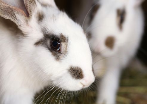 White rabbit with blask spots. Close up.