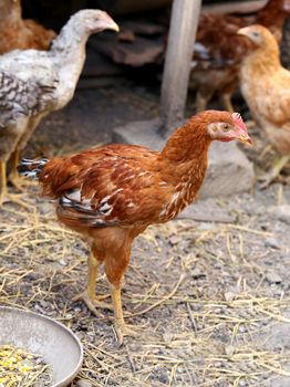 Free - range brown hen. Henyard. Vertical.