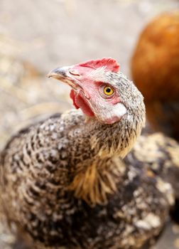 Head of gray hen. Close up. Vertical.