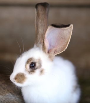 White rabbit with blask spots. Close up.