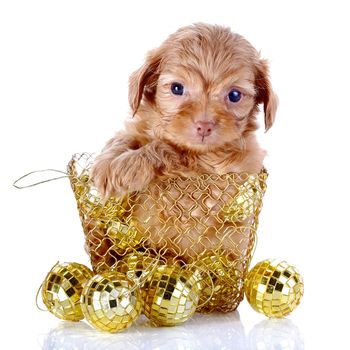 Puppy in a wattled basket with New Year's balls. Puppy of a decorative doggie. Decorative dog. Puppy of the Petersburg orchid on a white background