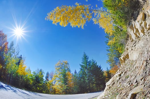 fall colors in forest during sunny day