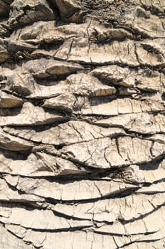 Close up of the Bark of a Textured  Palm Tree