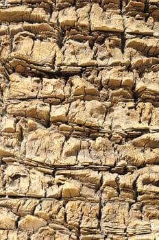 Close up of the Bark of a Textured  Palm Tree