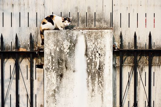 Stray cat with grungy wall, Thailand