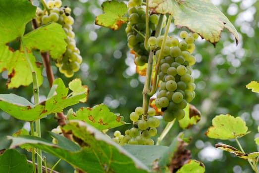 Ripe grapes for wine making