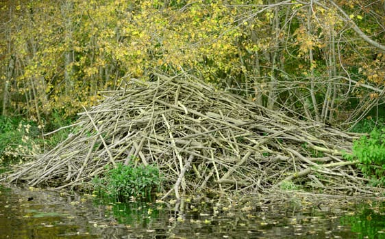 beaver dam in a spring forest in nature