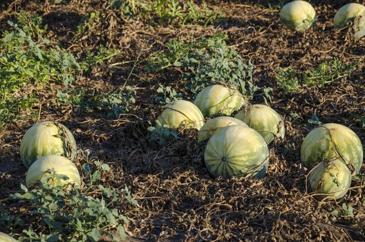 Close up of watermelon plantation in morning.