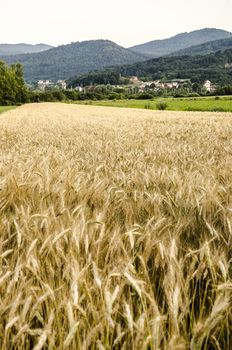 Wheat field with village and hills in background.