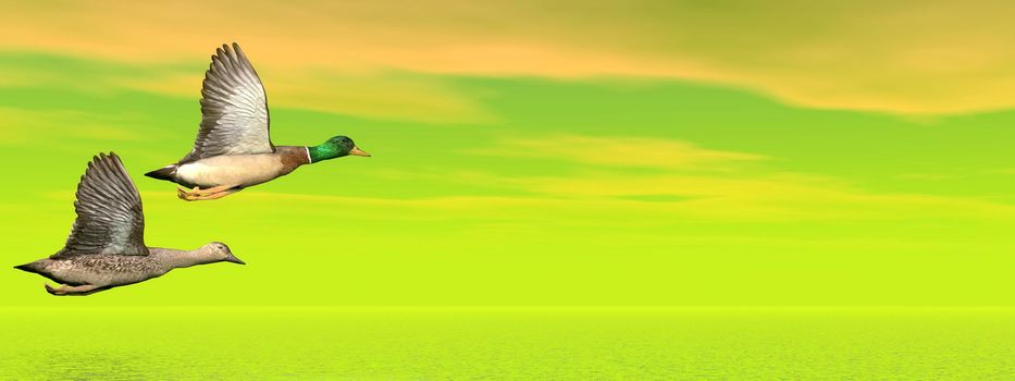 Male and female couple of mallard ducks flying in green background upon water by cloudy sunset