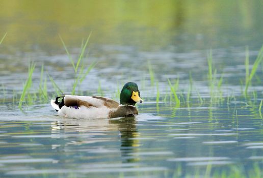 Male mallard duck floating quietly on the water pond between grass