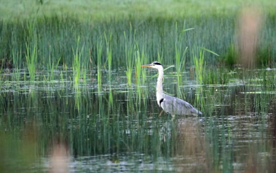 Beautiful grey heron standing in water pond next to big grass
